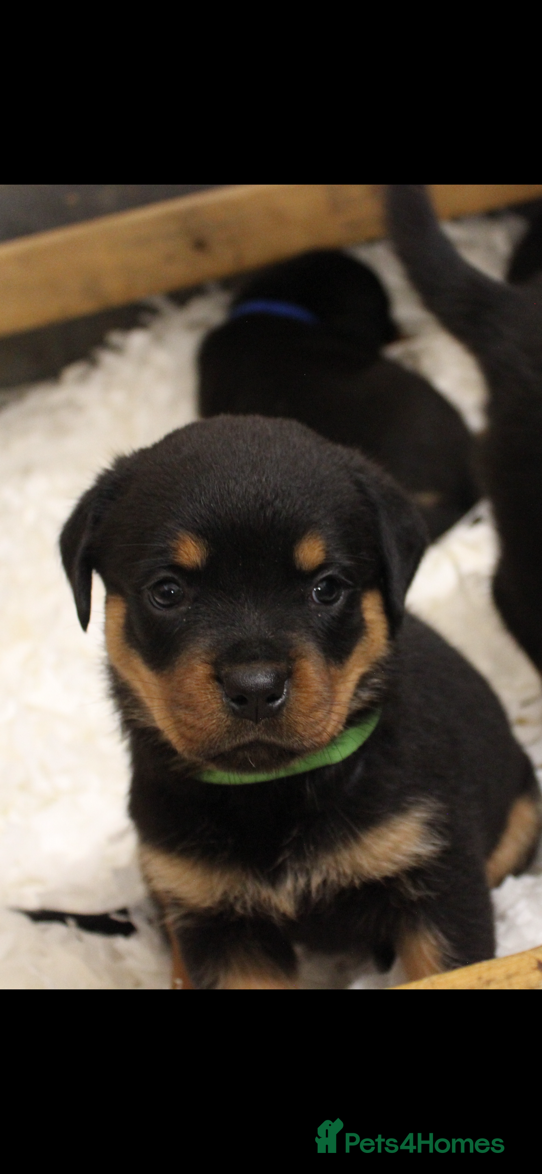 Rottweiler dogs for sale: Stunning Rottweiler Puppies  - Advert 7