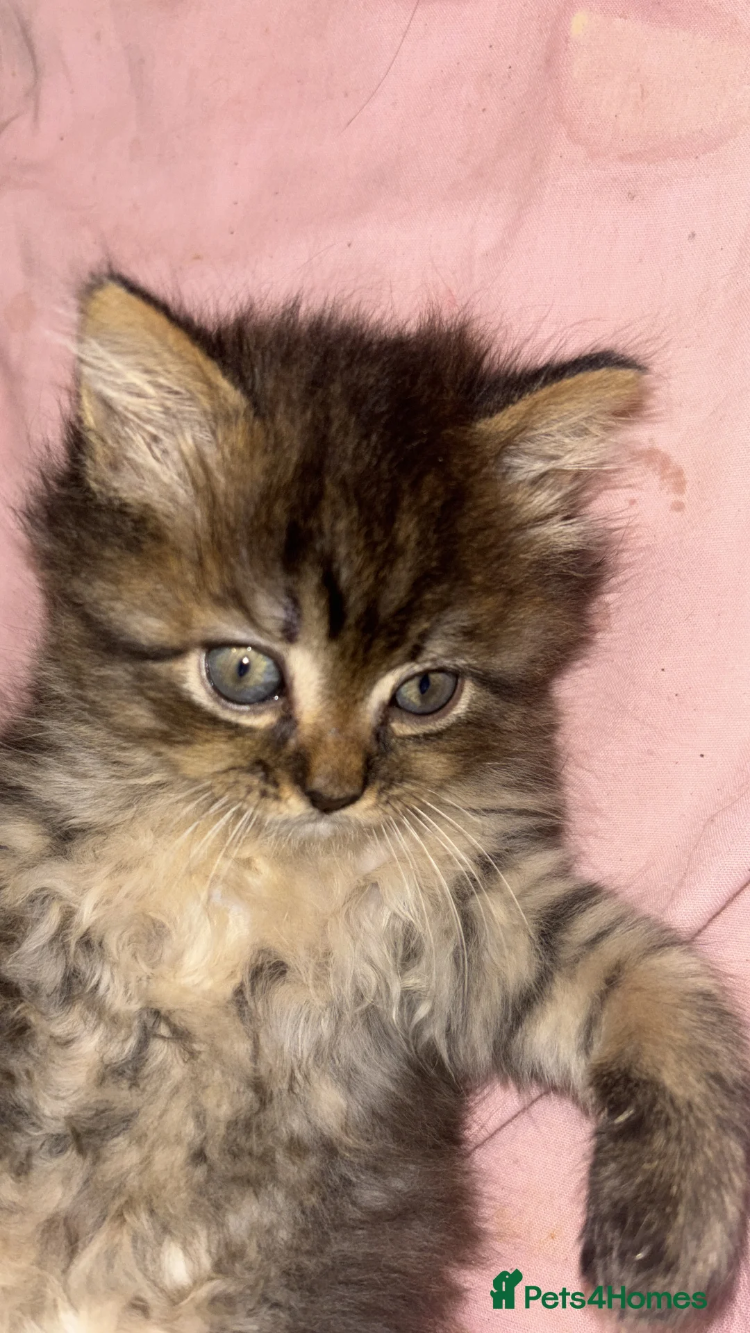 British Longhair cats for sale: Long hair tabby kittens ready to go - Advert 13