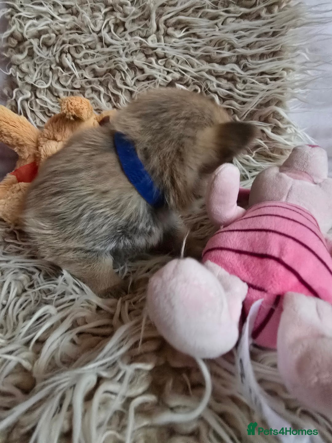 Pomchi dogs for sale: Beautiful Pomchi Puppy's ❤️  - Advert 12