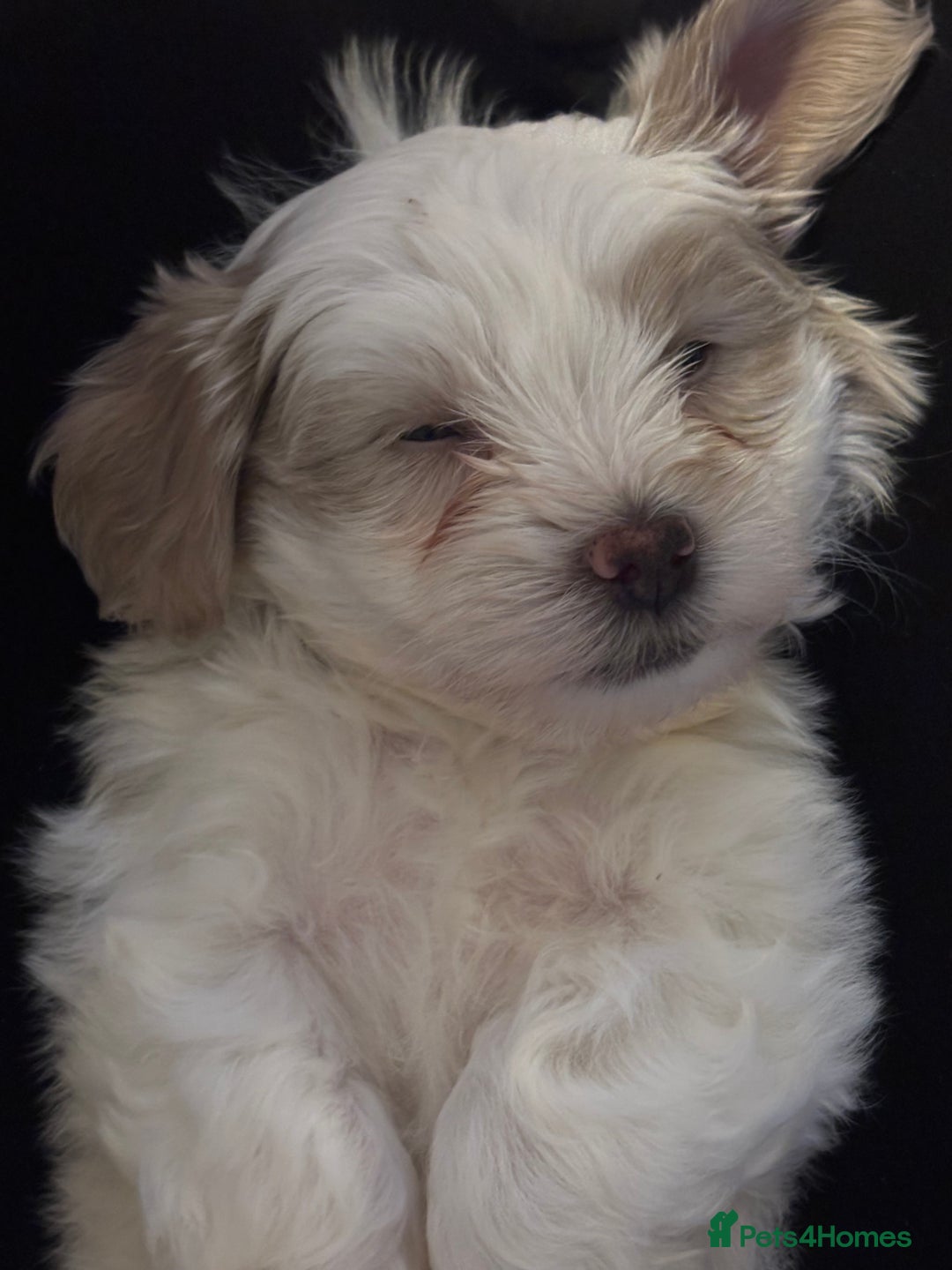 Shihpoo dogs for sale: Beautiful puppies Ready for their forever homes  - Advert 12