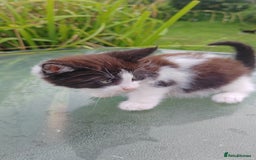 Mixed Breed cats for sale: Lovely beautiful kittens, robust, healthy - Image 4