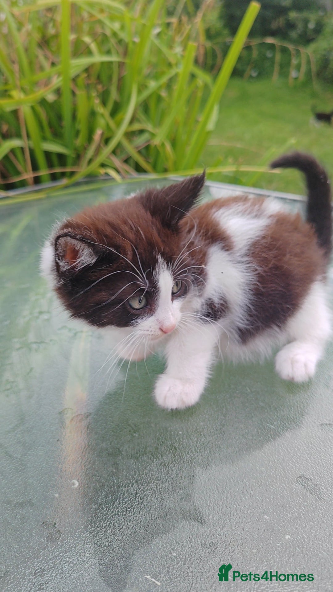Mixed Breed cats for sale: Lovely beautiful kittens, robust, healthy - Image 4