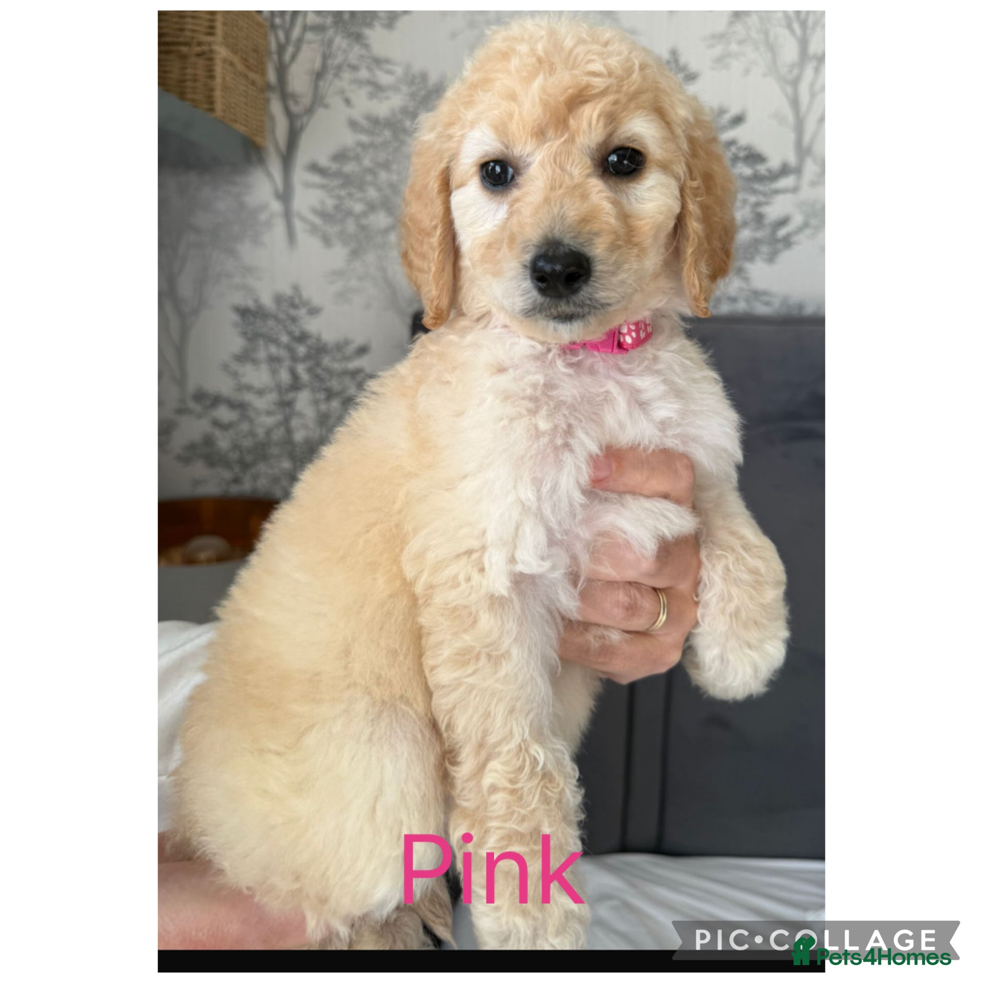 Labradoodle dogs  f1bb standard labradoodles - silver & apricots - Advert 6