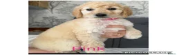 Labradoodle dogs for sale: Ready now rare silver f1bb standard labradoodles  - Advert 2
