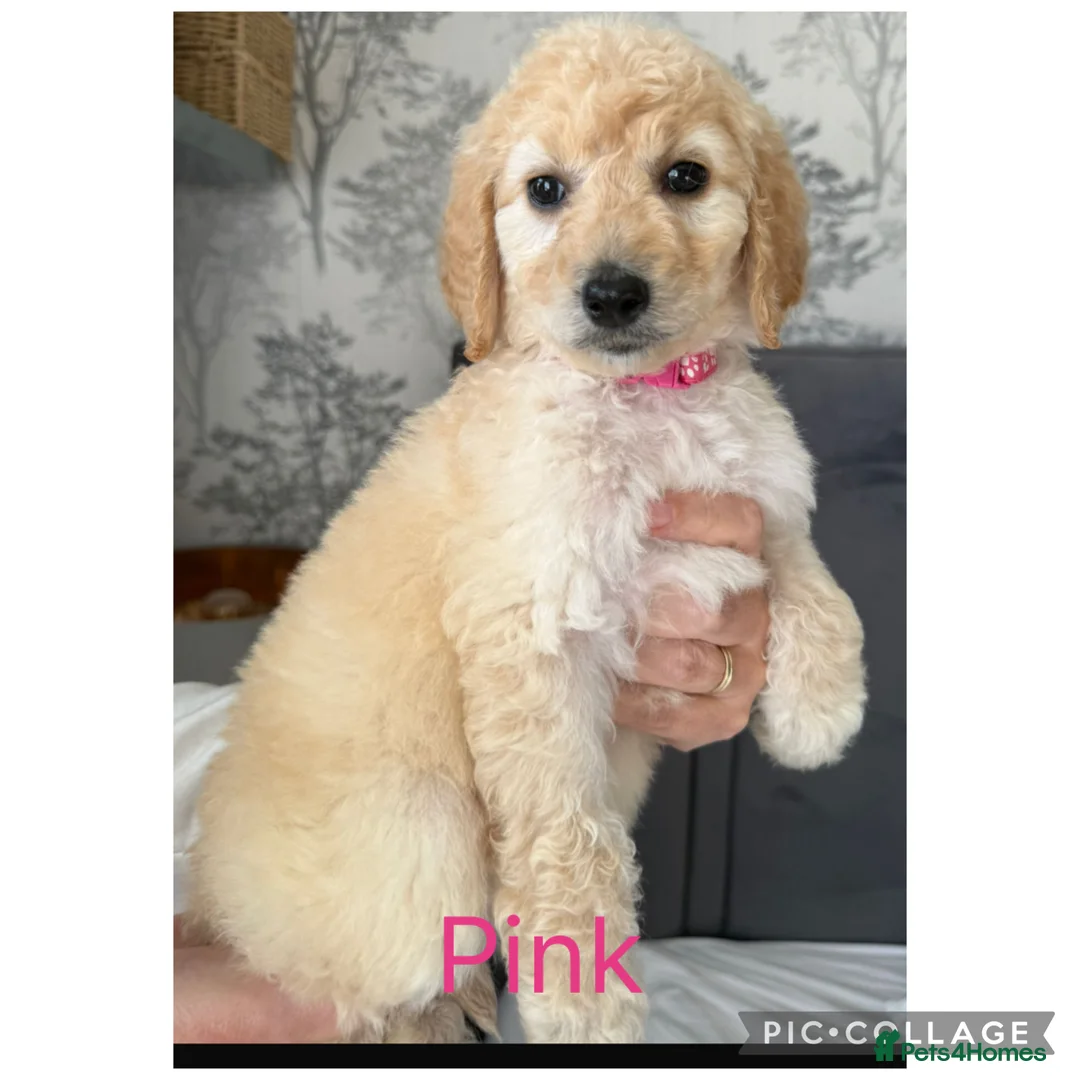Labradoodle dogs for sale: Ready now rare silver f1bb standard labradoodles  - Advert 2