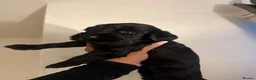 Cockapoo dogs for sale: Cockapoo puppies  - Advert 4