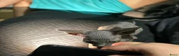 Sphynx cats for sale: Exceptional Sphynx Kittens — Home-Raised - Advert 16