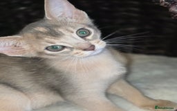 Abyssinian cats for sale: Beautiful Aby  kitten from Champions line - Image 8