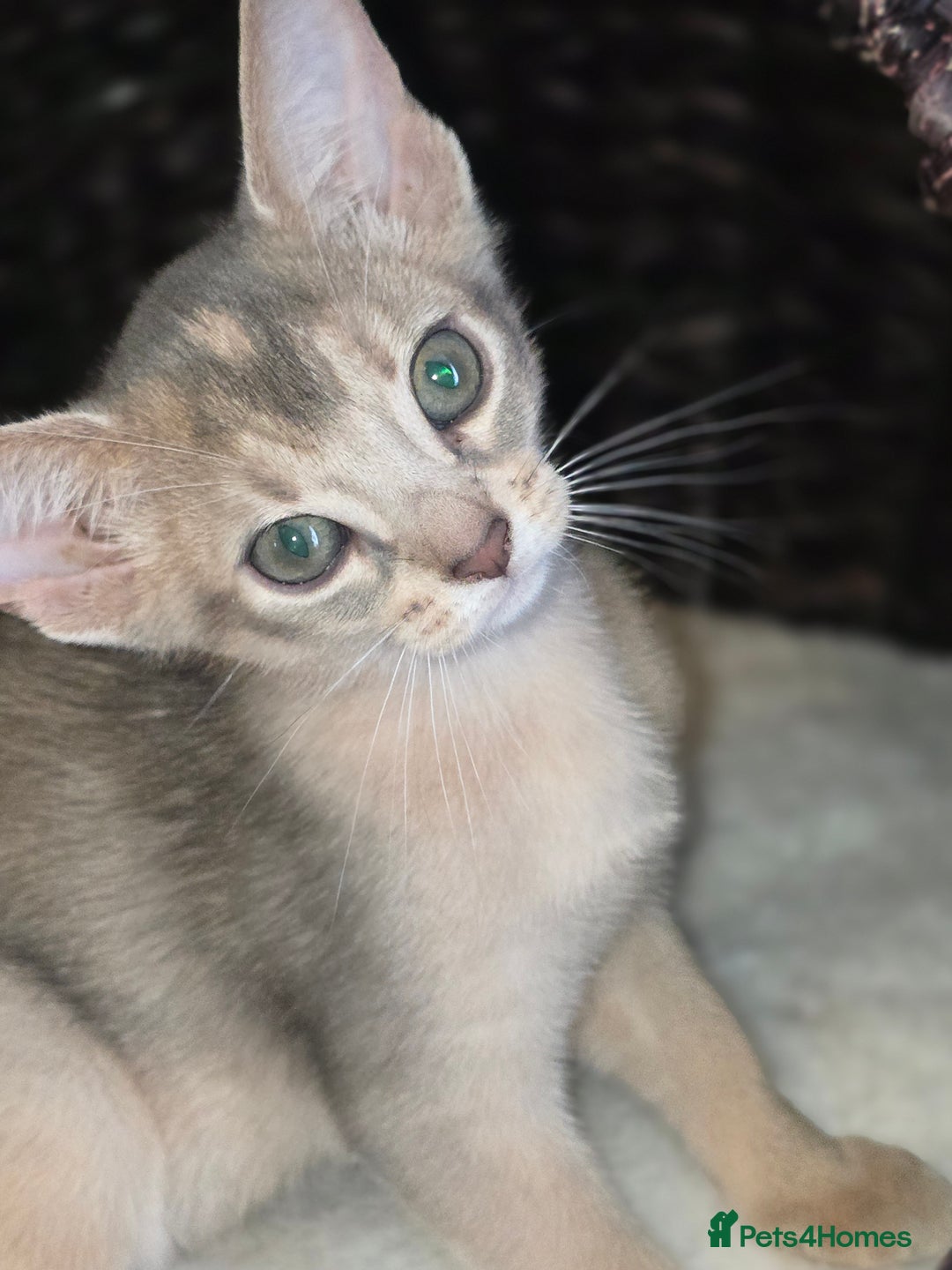Abyssinian cats for sale: Beautiful Aby  kitten from Champions line - Image 8