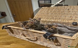 Bengal cats for sale: Beautiful bengal kittens - Image 5