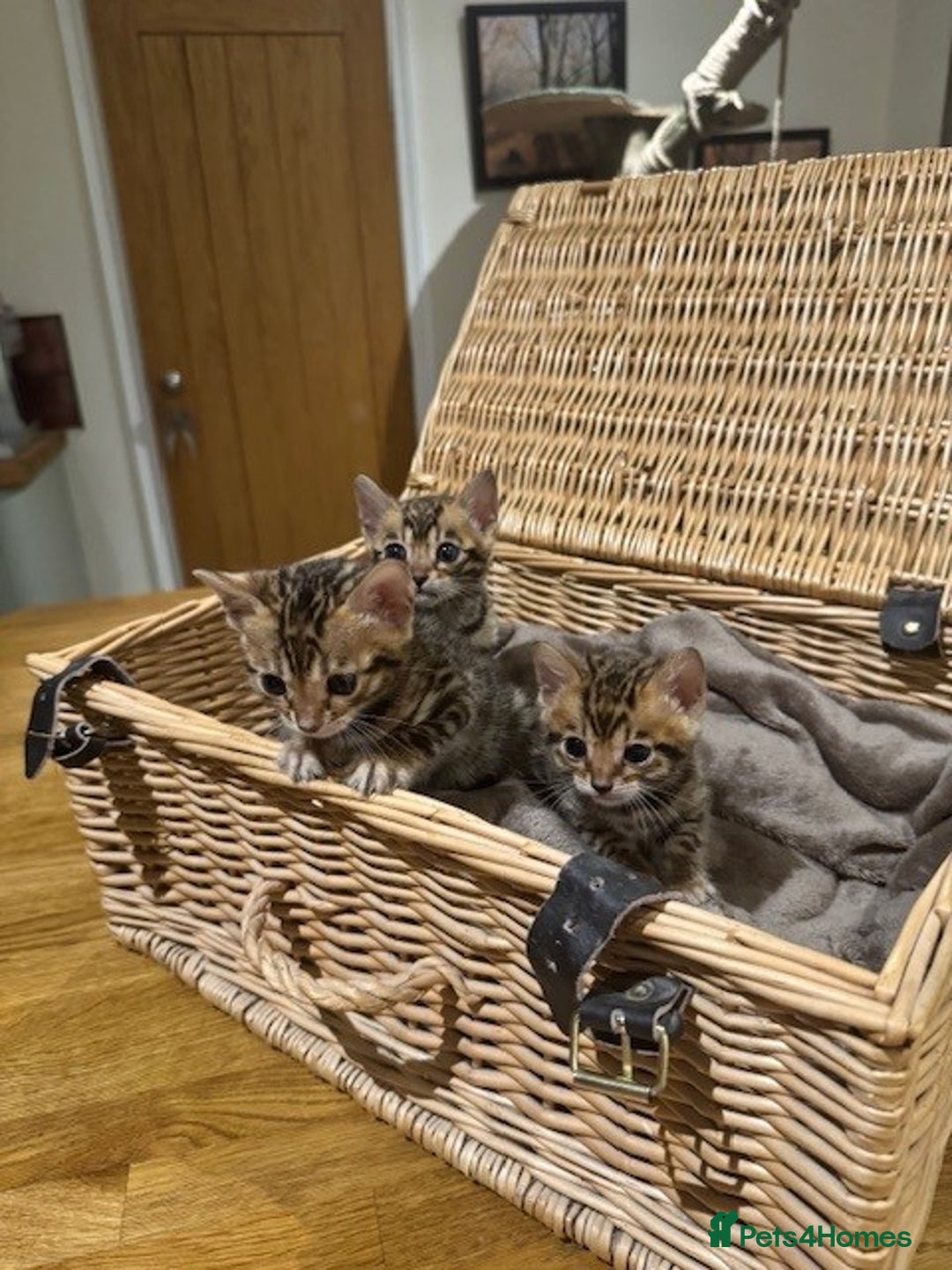 Bengal cats for sale: Beautiful bengal kittens - Image 5