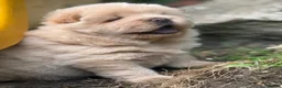 Chow Chow dogs for sale: Platinum chow chow  - Advert 15