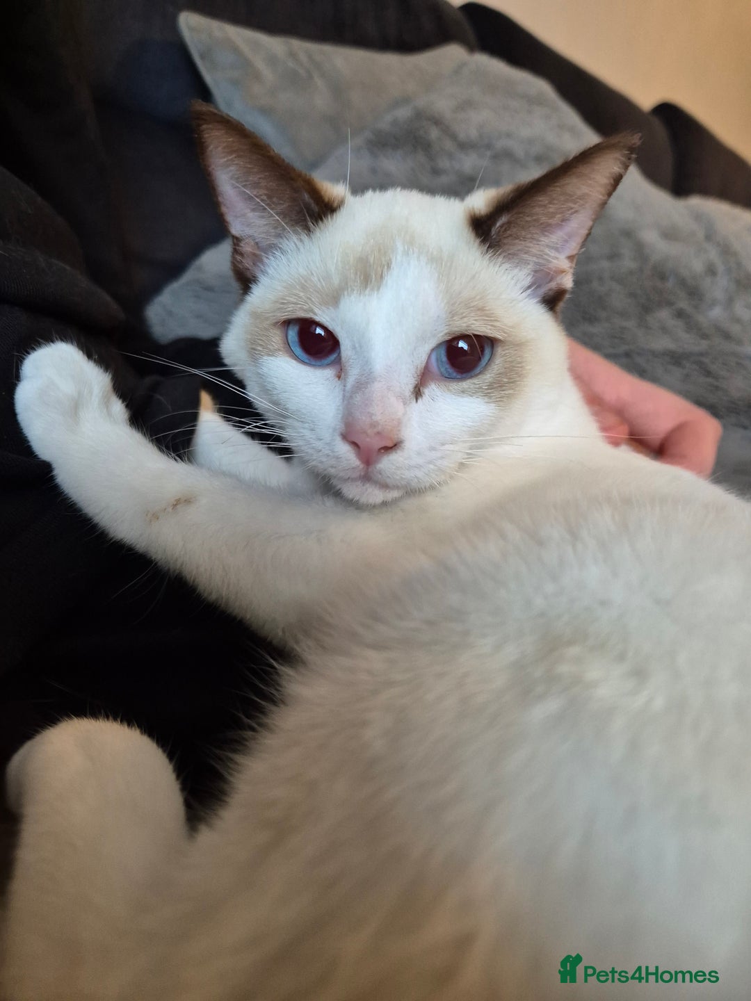 Snowshoe cats for sale: Pedigree Snowshoe kittens ready 8th november  - Image 14