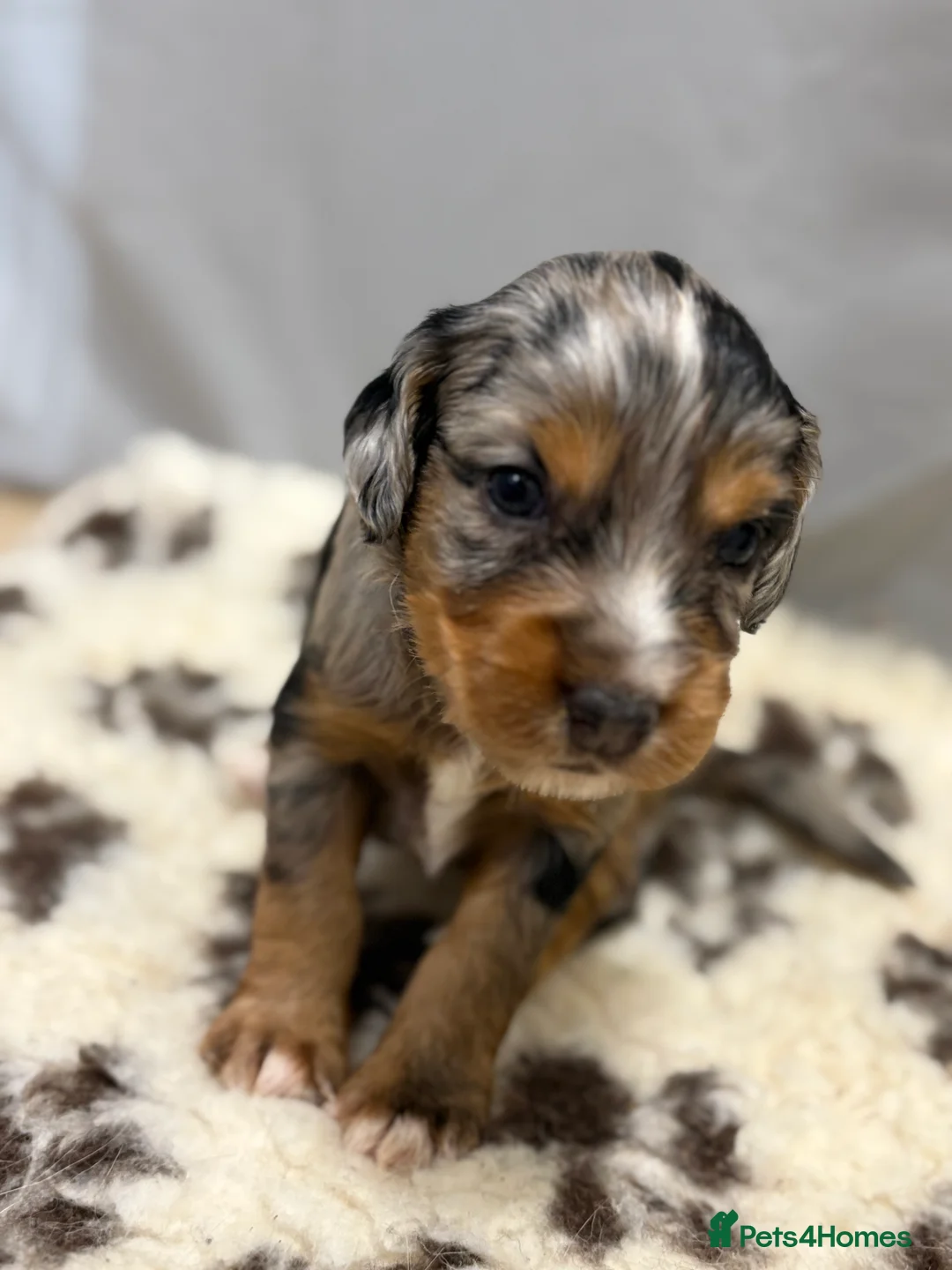 Mixed Breed dogs for sale: ONLY 1 LEFT Beautiful Cocker X Puppies  - Advert 12