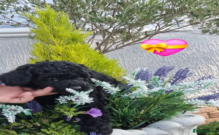 Miniature Poodle dogs - Advert 14