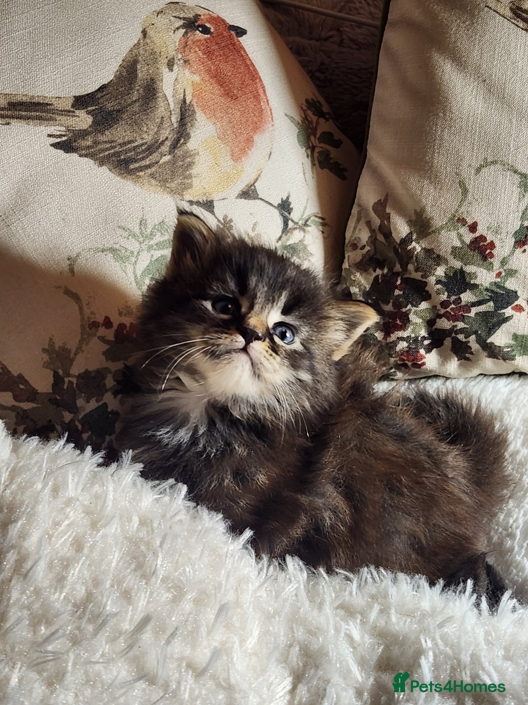 Maine Coon cats for sale:  Ready Now! Maine coon Kittens  - Advert 12