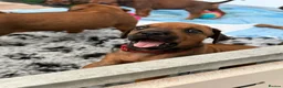 Rhodesian Ridgeback dogs for sale: Rhodesian Ridgeback Puppies born 21st June 2026 - Advert 9