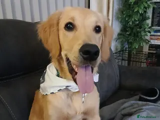 Golden Retriever dogs Male Golden Retriever - Advert 4