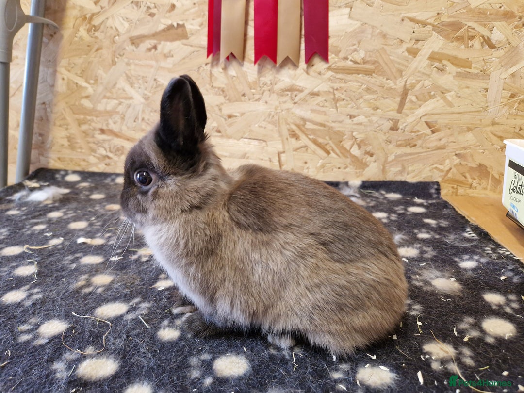 Netherland Dwarf rabbits for sale: Netherland dwarf bunny for sale - Image 3