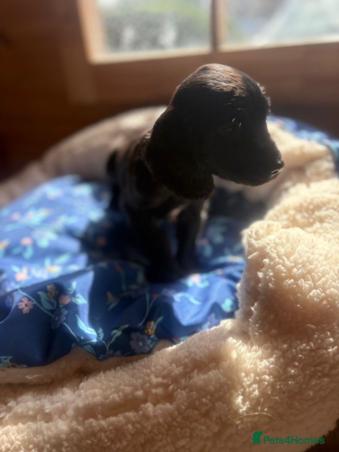 Cocker Spaniel dogs for sale: Beautiful Cocker spaniel puppies for sale - Image 4