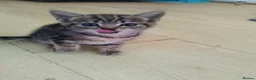 Mixed Breed cats for sale: 4 kittens to good hands  - Advert 11