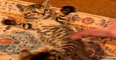 Bengal cats - Advert 6