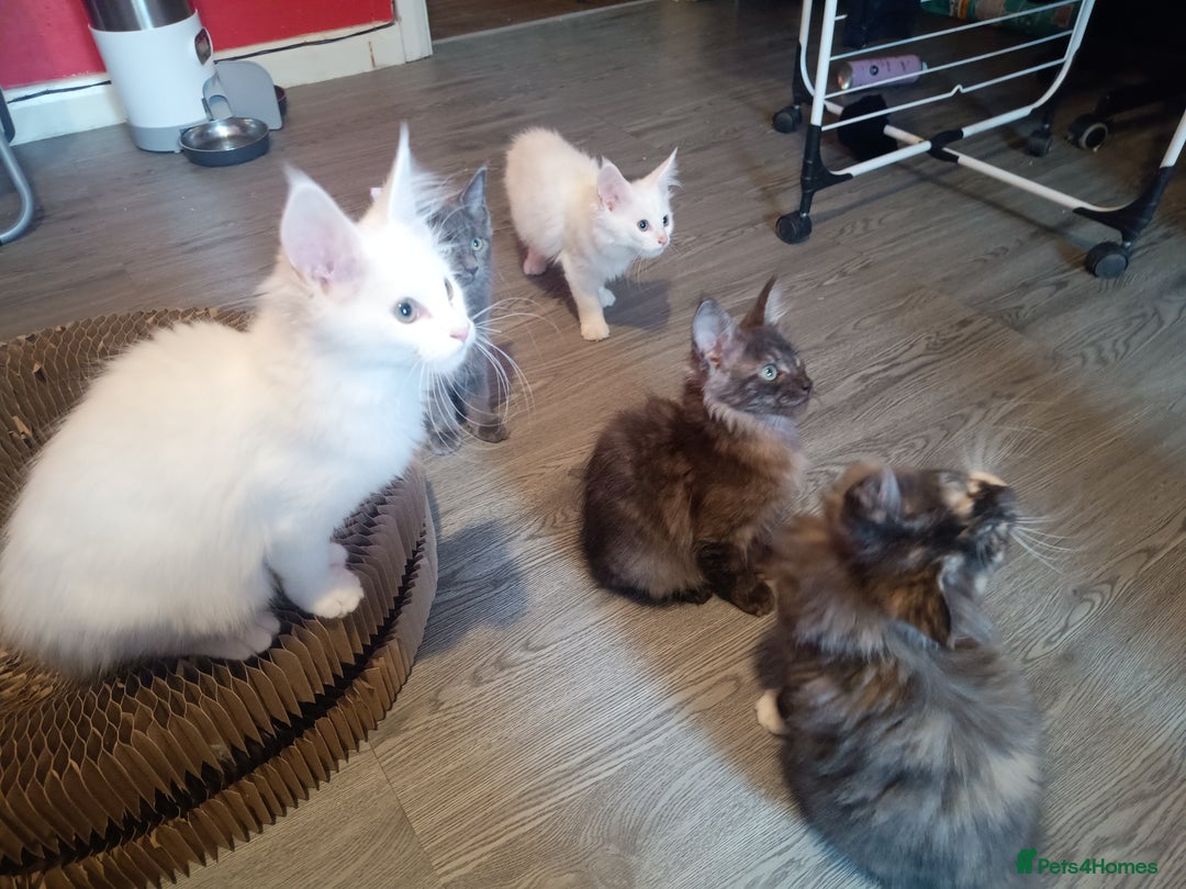 Maine Coon cats for sale: Maine Coon kittens in Manchester  - Image 3