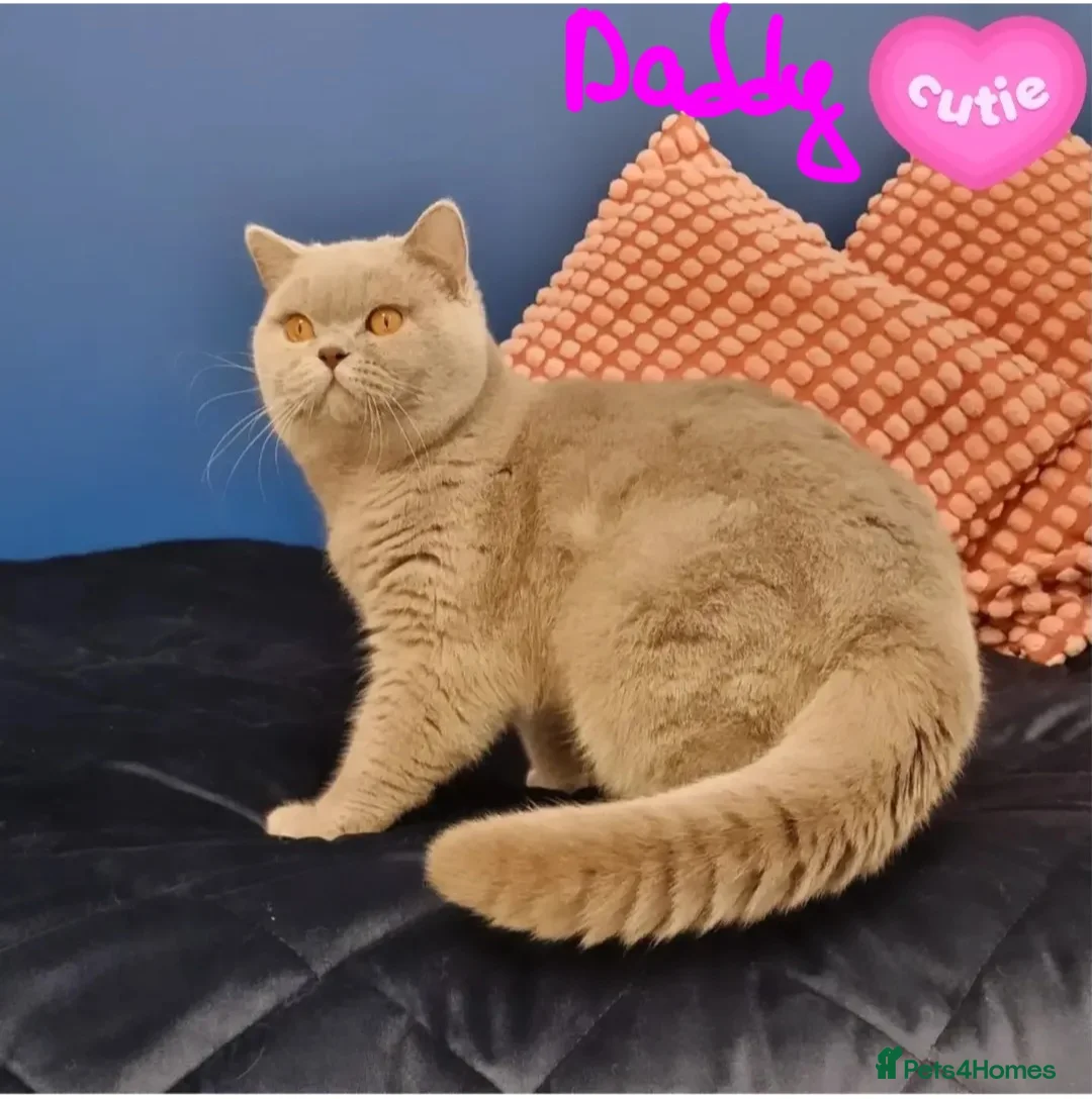 British Shorthair cats for sale: Amasing girls British Shorthair Lilac.  - Advert 2