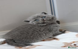 British Shorthair cats for sale: Stunning British shorthair available last girl  - Image 4