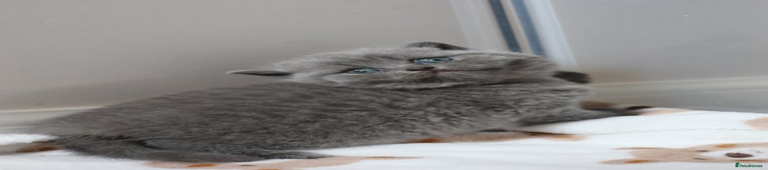 British Shorthair Kitten 4