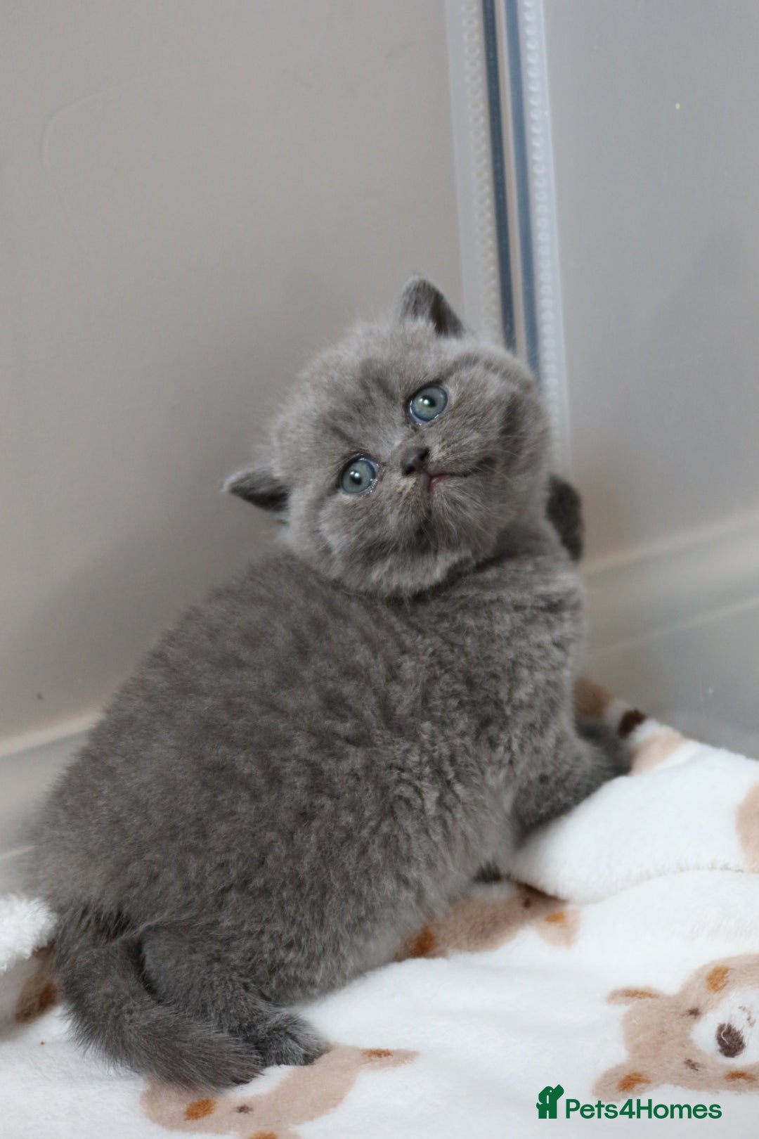 British Shorthair cats for sale: Stunning British shorthair available last girl  - Image 4
