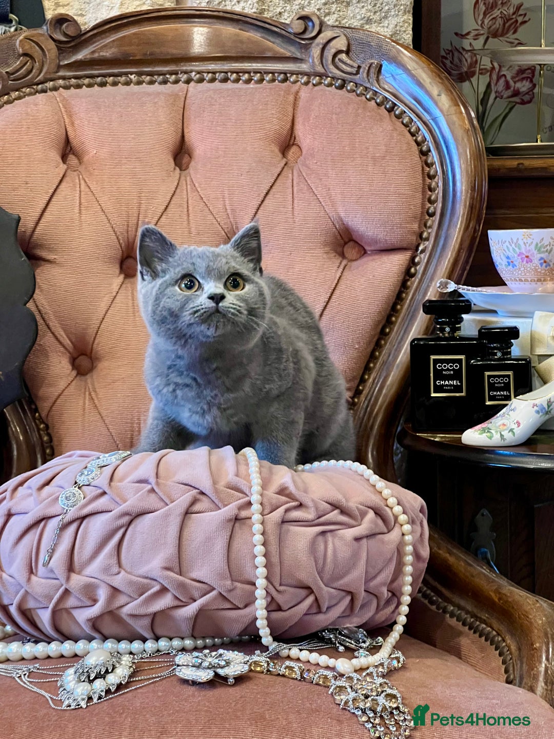 British Shorthair cats for sale: PUREBRED BSH KITTENS - Advert 5