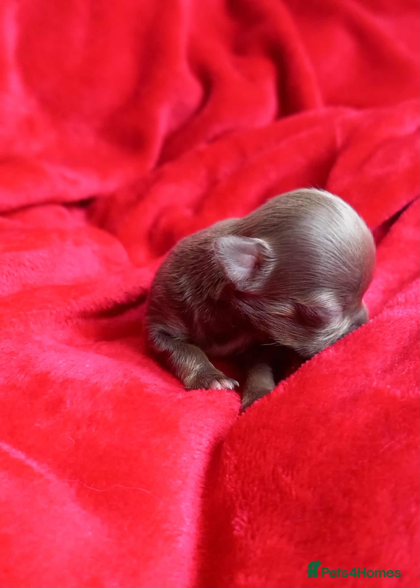 Chihuahua dogs ❤️‍🔥Dna tested parents❤️‍🔥1 Girl 2 Boys - Advert 12