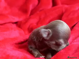 Chihuahua dogs ❤️🔥Dna tested parents❤️🔥1 Girl 1 Boys - Advert 3