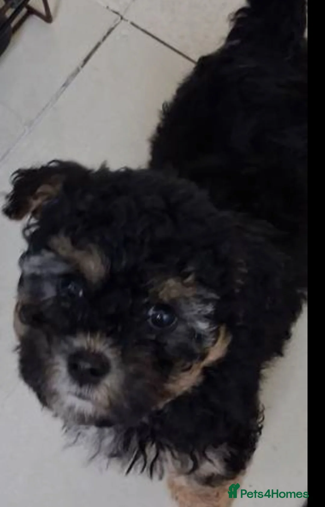 Maltipoo dogs for sale: Little girl maltipoo puppy  - Advert 2