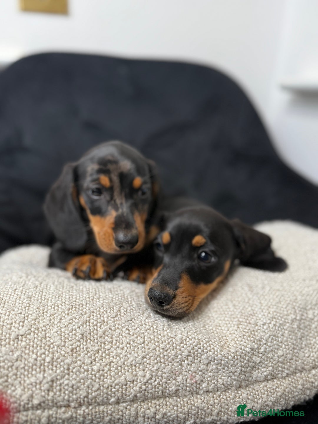 Miniature Dachshund dogs for sale: Miniature dachshund puppies  - Image 3