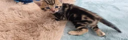 Bengal cats for sale: Beautiful Purebred Bengal Kittens - Advert 29