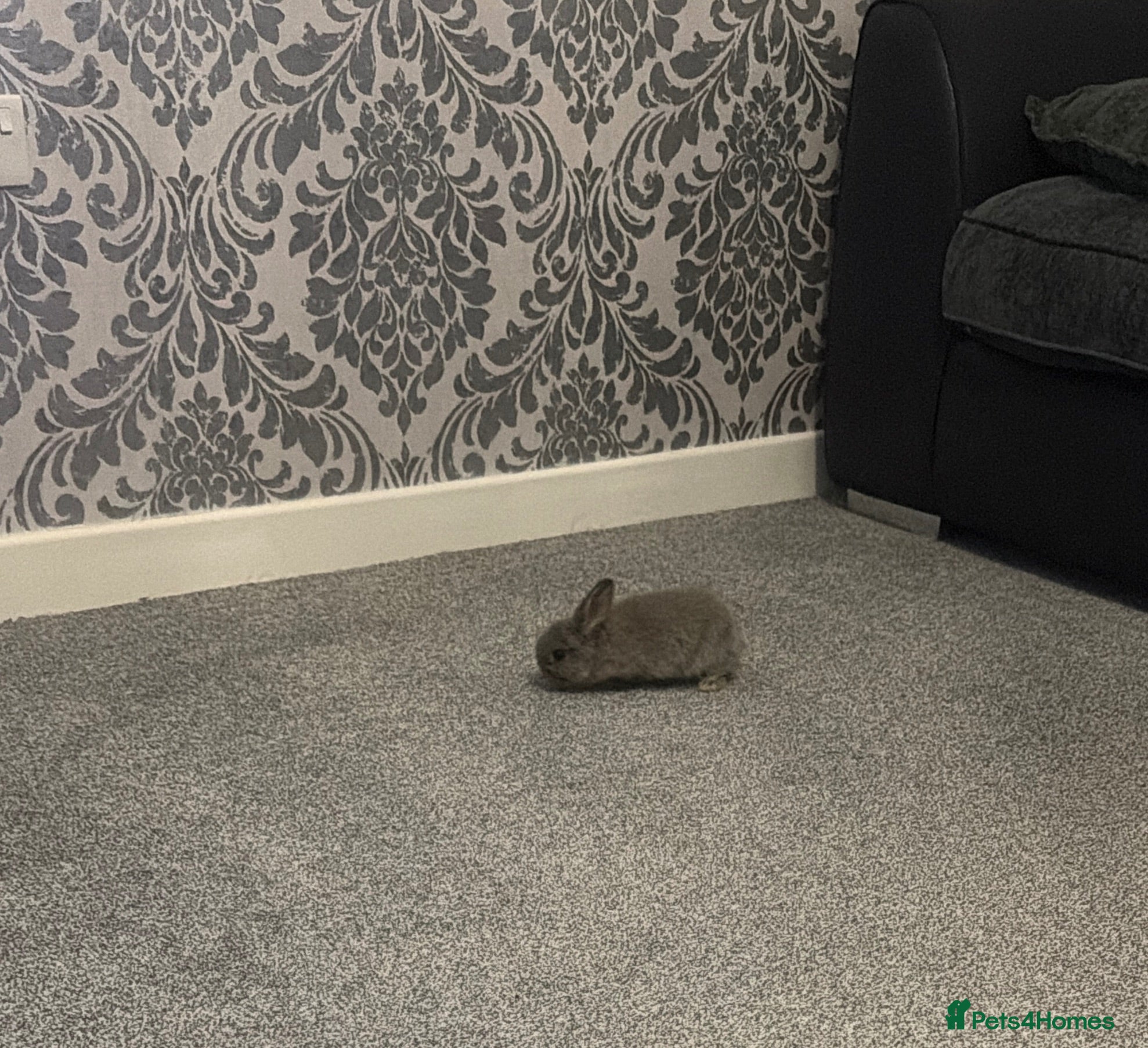 Mini Lop rabbits Mini lop - Advert 1