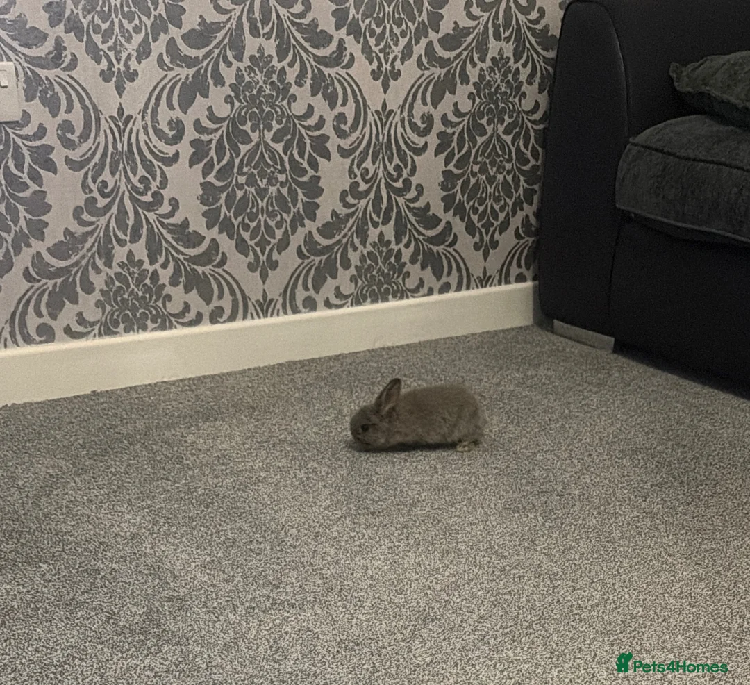 Mini Lop rabbits for sale: Mini lop in York - Advert 1