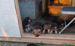 German Shepherd dogs for sale: German Shepherd Puppies For Sale - Image 2