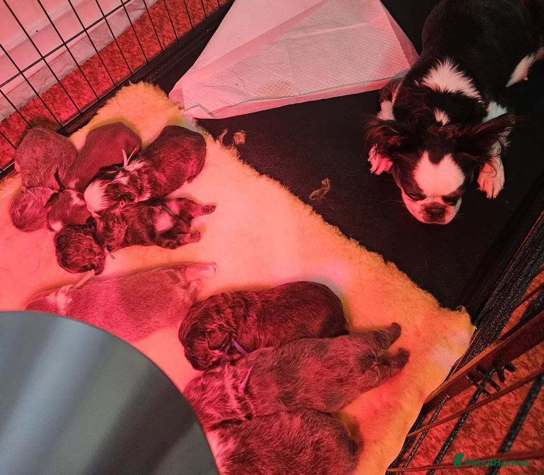 French Bulldog dogs for sale: Beautiful kc fluffy panda french bulldogs - Advert 8