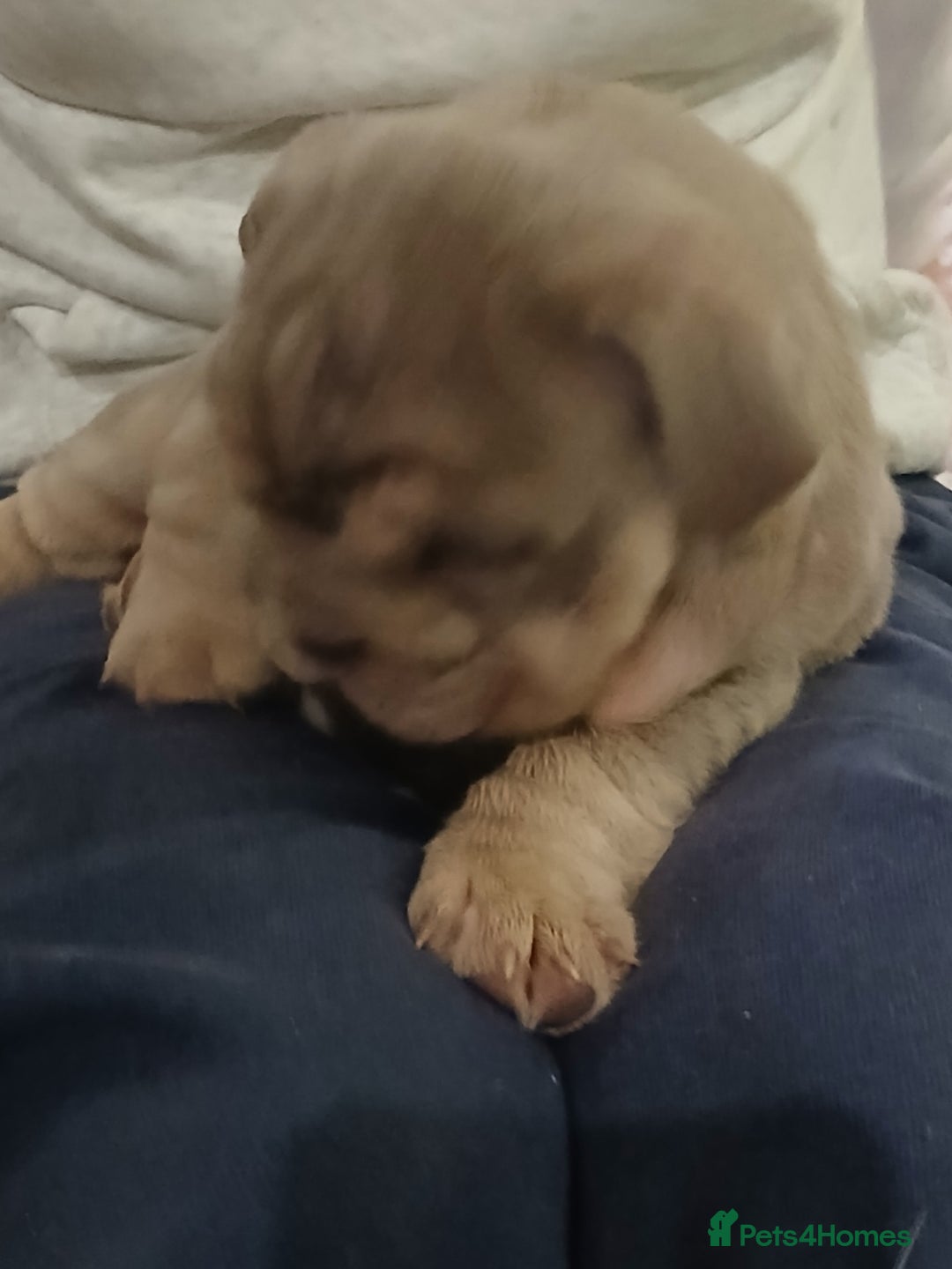 English Bulldog dogs for sale: Stunning  chunky English bulldog puppies  - Advert 8