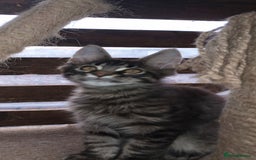 Maine Coon cats for sale: Maicoon XXL  - Image 9
