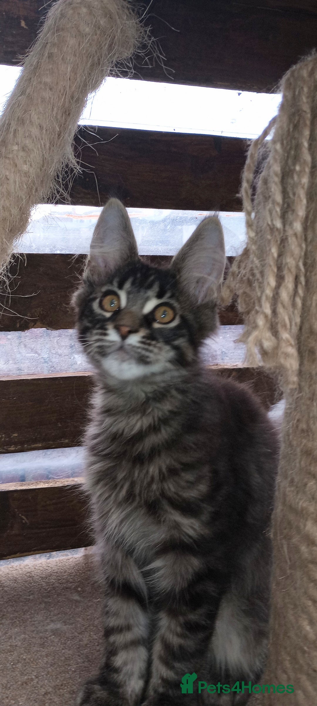 Maine Coon cats for sale: Maicoon XXL  - Image 9