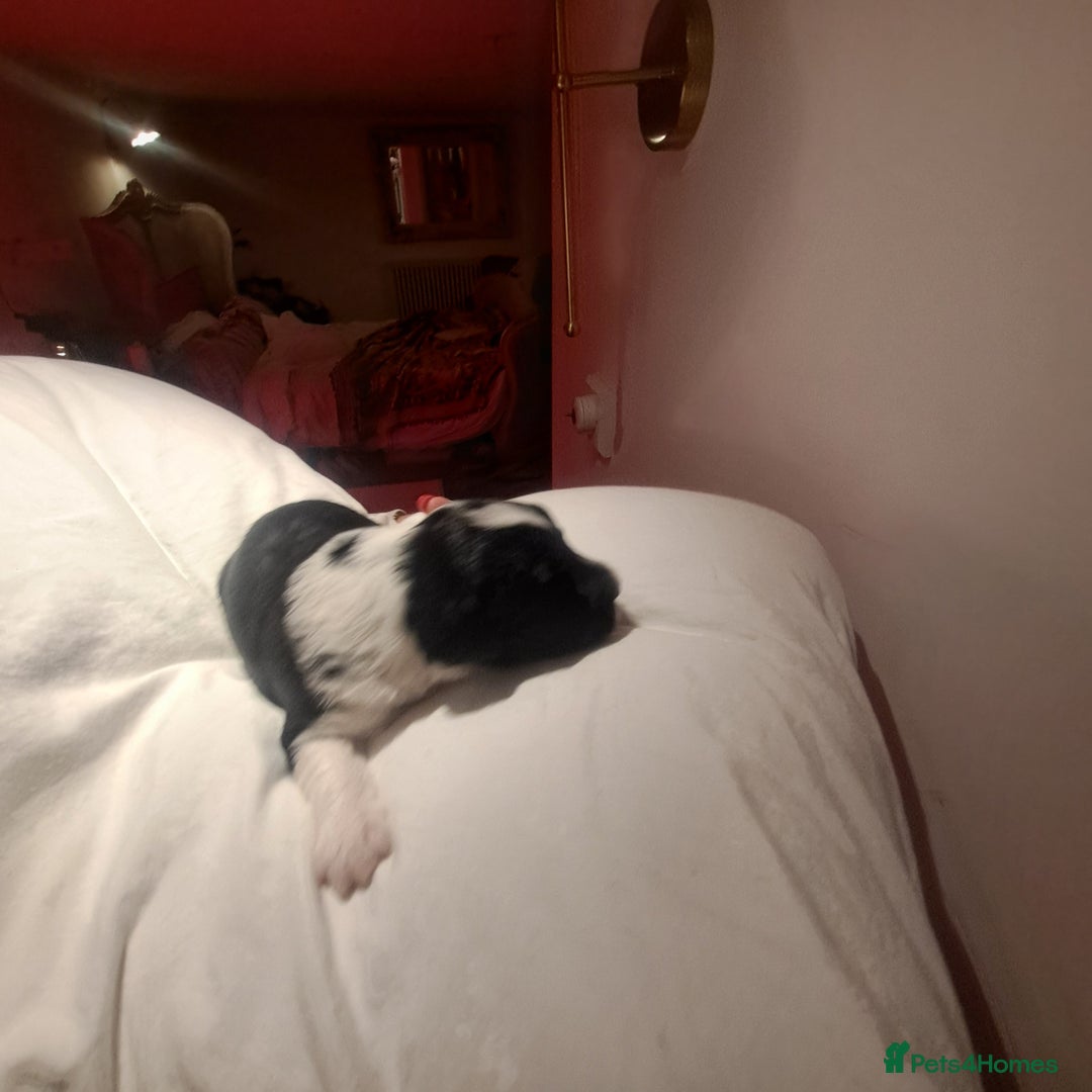 Portuguese Water Dog dogs for sale: Art Nouveau - Image 22