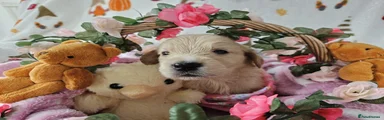 Golden Retriever Puppy 5