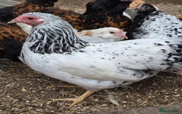 Chickens poultry for sale: Silver Mottled Wyandotte Bantam pullets  - Image 1