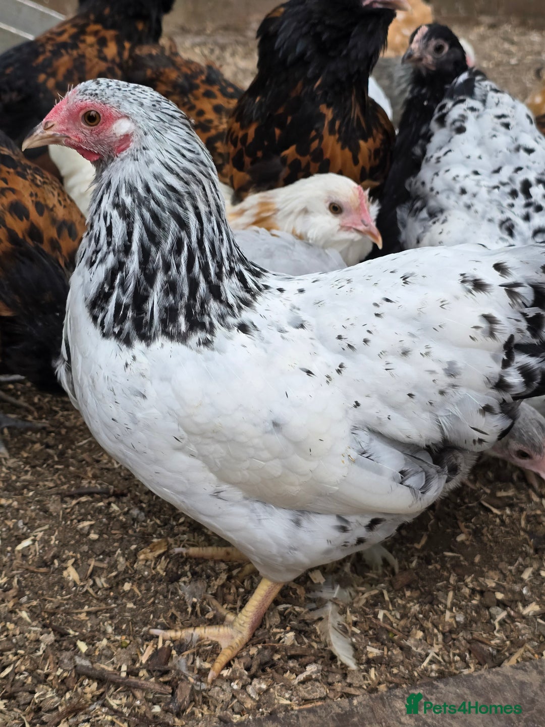 Chickens poultry for sale: Silver Mottled Wyandotte Bantam pullets  - Image 1