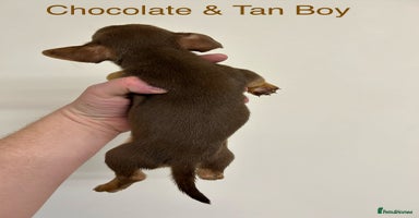 Jack Russell dogs - Advert 12