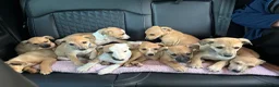 Whippet dogs for sale: Beautiful litter of Whippet puppies - Advert 1